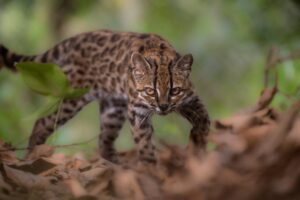 El Leopardus tilcayo fue descubierto en Boliviavia REUTERS